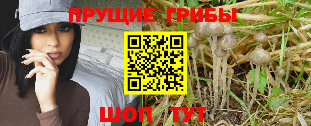 Галлюциногенные грибы мицелий Зеленогорск